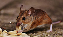 24 Hour & Emergency Exterminators in Grass Range, MT